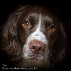 a brown and white dog looking at the camera with an intense look on its face