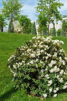 White rhododendron azalea flowers on bush with evergreen leaves. White flowers bloom in public landscaped city park royalty free stock photos White Rhododendron, Azalea Flower, City Park, Flowers Bloom, Park City, Free Stock Photos, White Flowers, Royalty Free Stock Photos