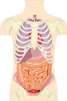 an image of the human body and its organs