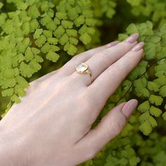 This elegant spectacular Indian Cat's Eye Moonstone mysteriously beckons back at you and definitely gets everyone mesmerized. This creamy white lady captures the light and transfixes with its inner seductive glow. Enhanced by SASA's classic handmade 14K yellow gold setting A Must for any wardrobe. Wear it everyday with everything, anything or.... This size 7 ring can be re-sized and is free. If you are a set person, add a pendant or a pair of earrings and create an ensemble. Visit our pendant an White Lady, Gals Photos, White Moonstone, Yellow Gold Setting, White Cats, Smokey Quartz, Black Tourmaline, Favorite Rings, Gold Set