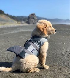 a dog wearing a life jacket sitting on the beach