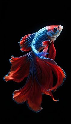 a red and blue siamese fish with long tail swimming in the dark water on a black background