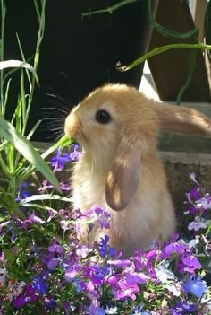 a rabbit is sitting in some purple flowers