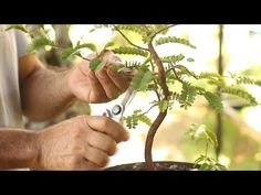 a man trimming a small tree with scissors