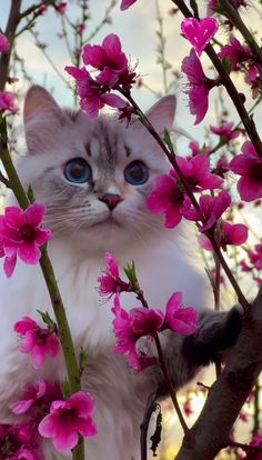 a white cat with blue eyes sitting in a tree full of pink flowers and looking at the camera