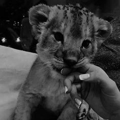 a small cheetah cub is being held by someone's hand in black and white