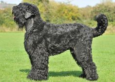 a black dog standing on top of a lush green field