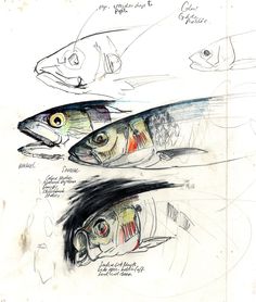 three different types of fish are shown in this drawing