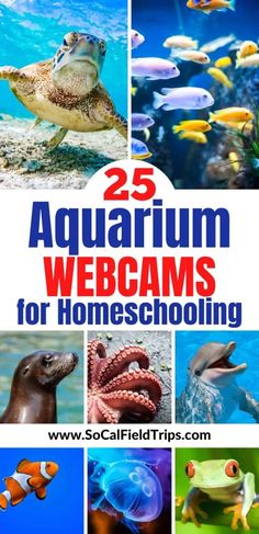 the cover of 10 aquarium webcams for homeschooling, with pictures of sea animals and fish