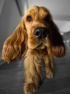 a close up of a dog on a wooden floor