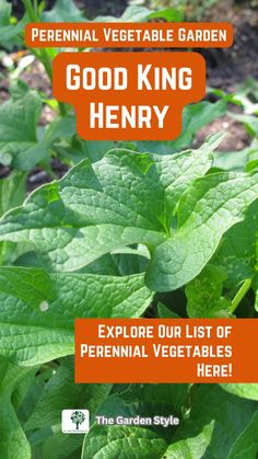 a garden with green plants and the words good king henry explore our list of perennial vegetables here