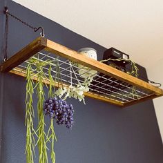 a shelf with some plants hanging from it's sides and two bottles on the other side