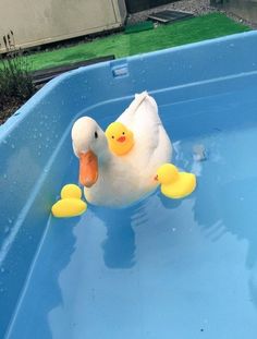 a white duck with yellow ducks in a blue pool