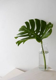 a large green plant in a clear glass vase on a white countertop next to a wall