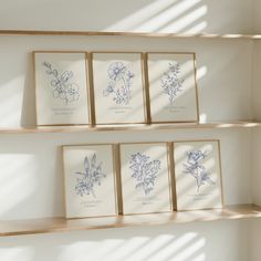 four framed flower prints on wooden shelves in a room with sunlight coming through the window