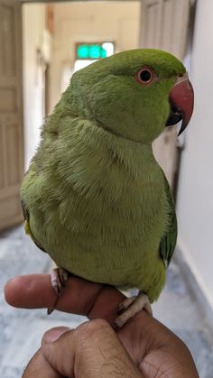 a small green bird perched on top of a persons hand in an apartment hallway area