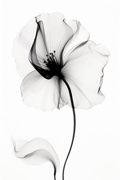 a black and white photo of a flower on a white background with watermarked petals