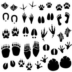 a set of animal footprints and foot prints