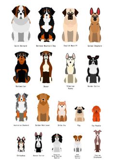 the different breeds of dogs in each language, including names and pictures for each dog