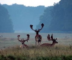 some deer are standing in the middle of a field