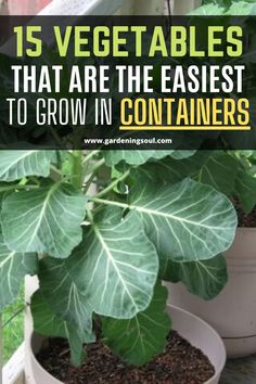 there is a potted plant with green leaves in it and the words, 15 vegetables that are the fastest to grow in containers