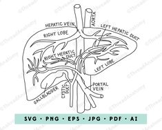 the diagram of the human lungs