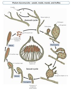 The life cycle of an ascomycete Biology Plants, Plant Pathology, Anatomy Coloring Book, Tissue Types, Plant Fungus, Biology Teacher, Plant Life Cycle, Teaching Biology, Sequencing Activities