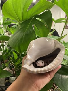 a hand holding an open shell with a ring in it and some plants behind it