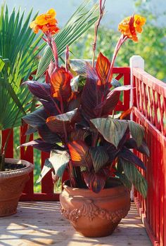 a potted plant sitting on top of a wooden deck next to other plants and flowers