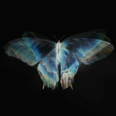 a blue and white butterfly on a black background