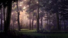 the sun shines through the trees and grass in a forest filled with tall pine trees