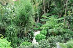 an outdoor garden with lots of trees and plants