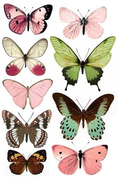 different colored butterflies on a white background, including one green and one pink butterfly with black wings