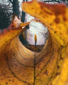 a person standing in the middle of a leaf filled forest, with an inspirational quote above it