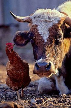 a cow laying down next to a chicken