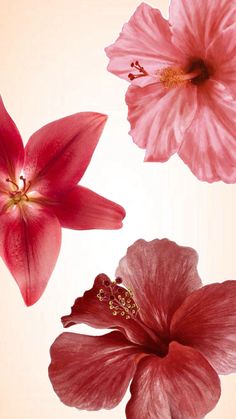 three pink flowers on a white background with one red flower in the center and another pink flower in the middle