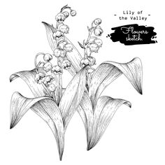 lily of the valley flowers sketched in black and white