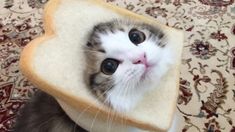 a cat with a heart shaped piece of bread on it's head