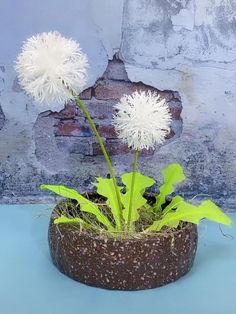 two dandelions in a pot on a blue table next to a brick wall