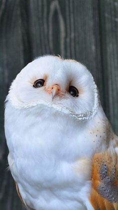 an owl sitting on top of a wooden table