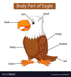 an eagle labeled in the body parts on a white background royaltyvectorosk