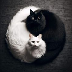 Silly Cats Pictures, White Cats