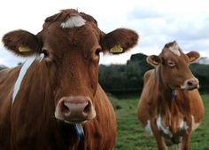 two brown and white cows standing on top of a lush green field