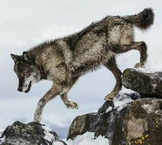 a wolf jumping over some rocks in the snow