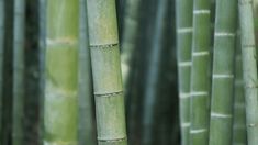 a group of tall bamboo trees in a forest