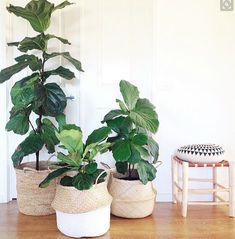 there are many potted plants on the floor in this houseplant shop page