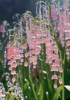 pink flowers with drops of water on them