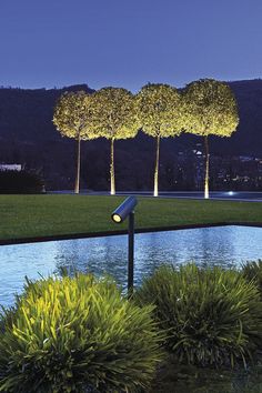 #flowerzoom #simes_light #outdoorlighting #simes_flowerzoom #simes_urbanlighting Lolipop Tree, Fast Growing Pine Trees, Tree Uplighting, Lightning Ideas, Outdoor Trees, Pot Lights, Water Features In The Garden, Plant Lighting