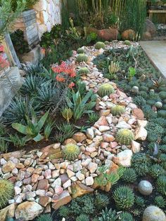 a garden filled with lots of plants and rocks