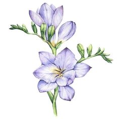 a watercolor painting of purple flowers with green stems and buds on a white background